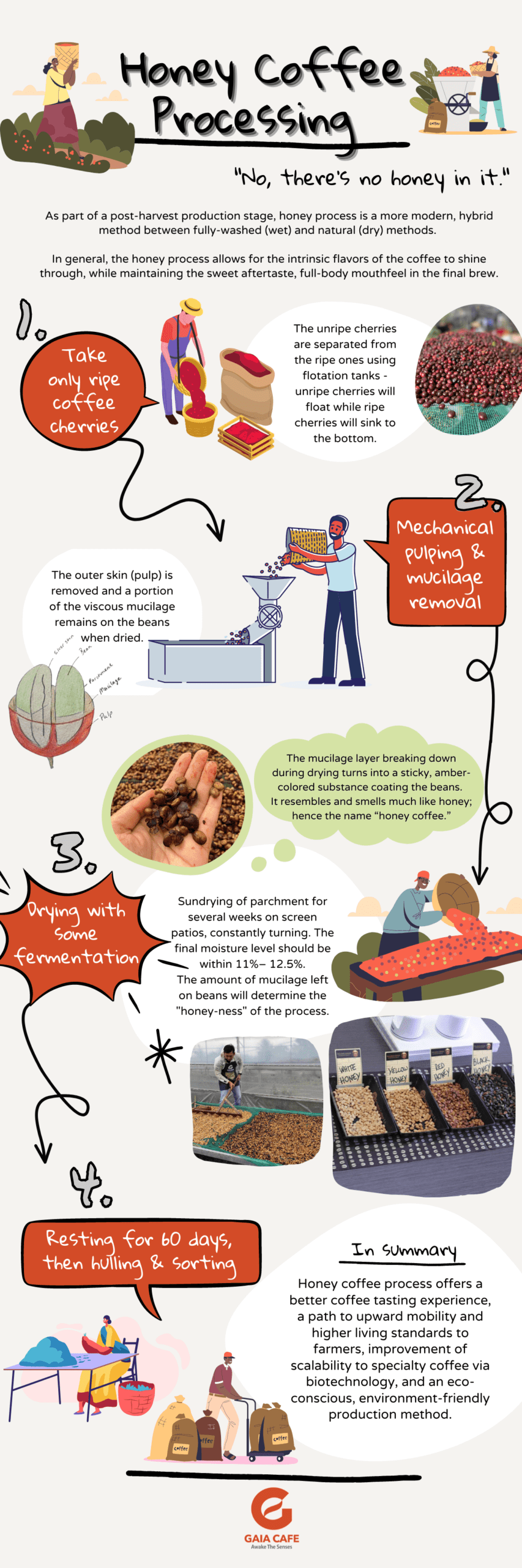 An infographic on honey coffee processing method