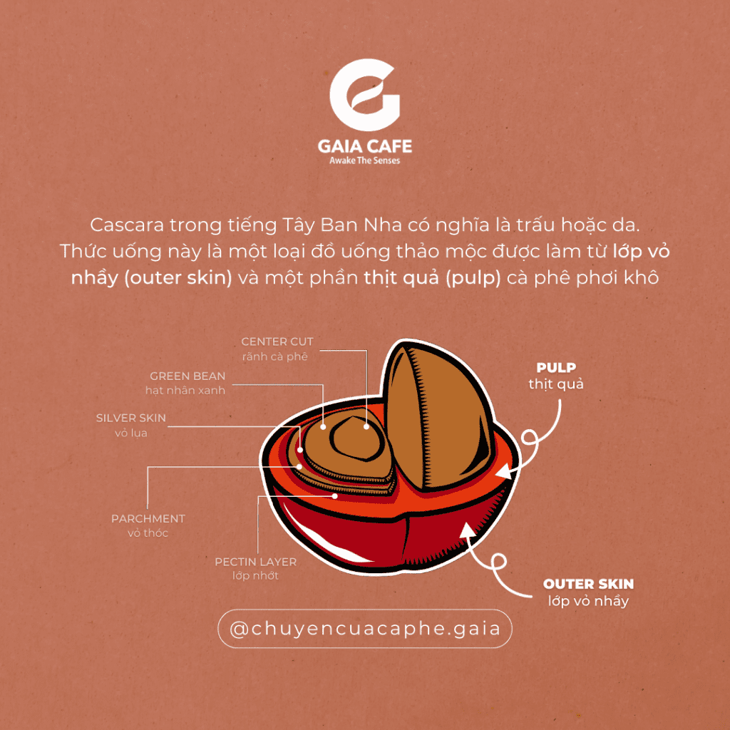 Tr Cascara Tr L M T C Ph Gaia Cafe Vietnam