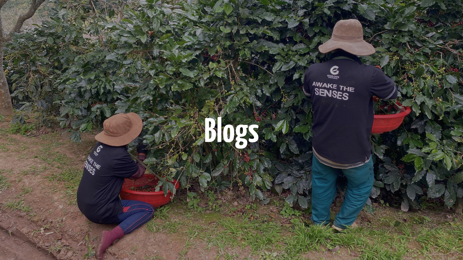 Blogs
