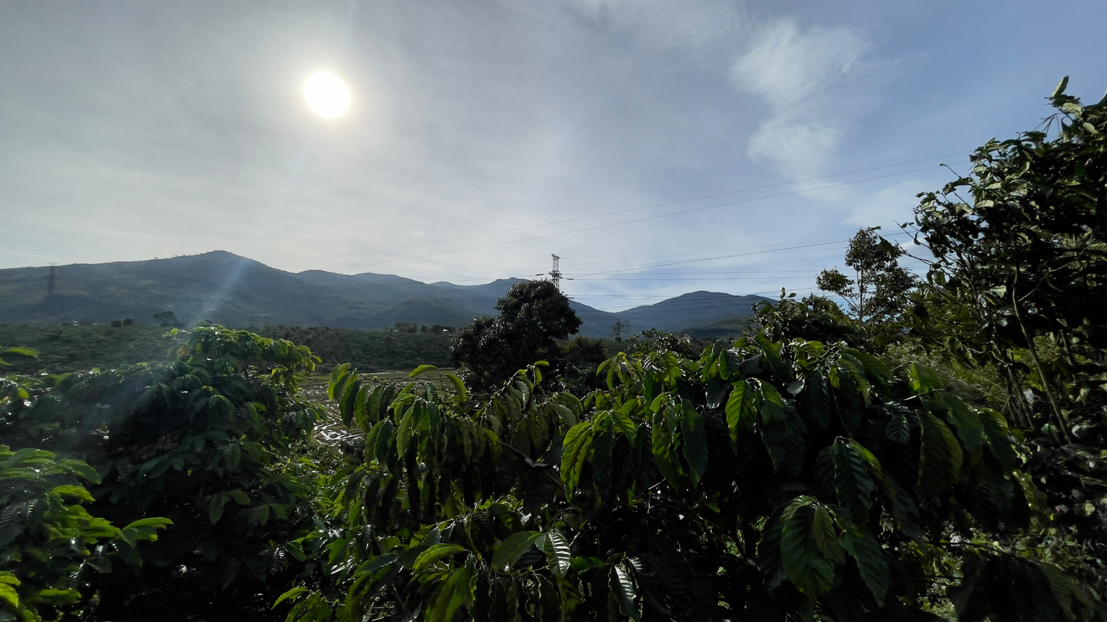 FARM