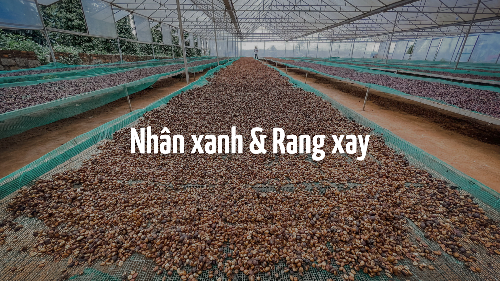 Nhân xanh & Rang xay