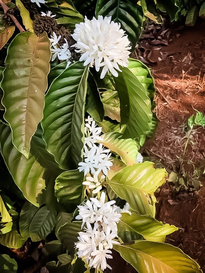 Vietnamese Robusta Coffee Flowers in Bloom