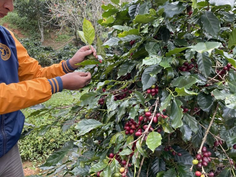 Cà Phê Đặc Sản – Specialty Coffee