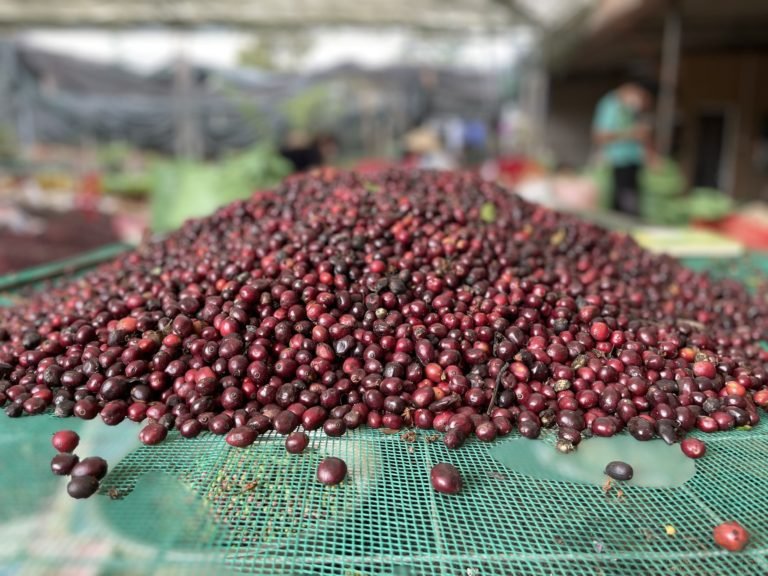 Vietnamese Fine Robusta – A Specialty Rising Star [P.1]