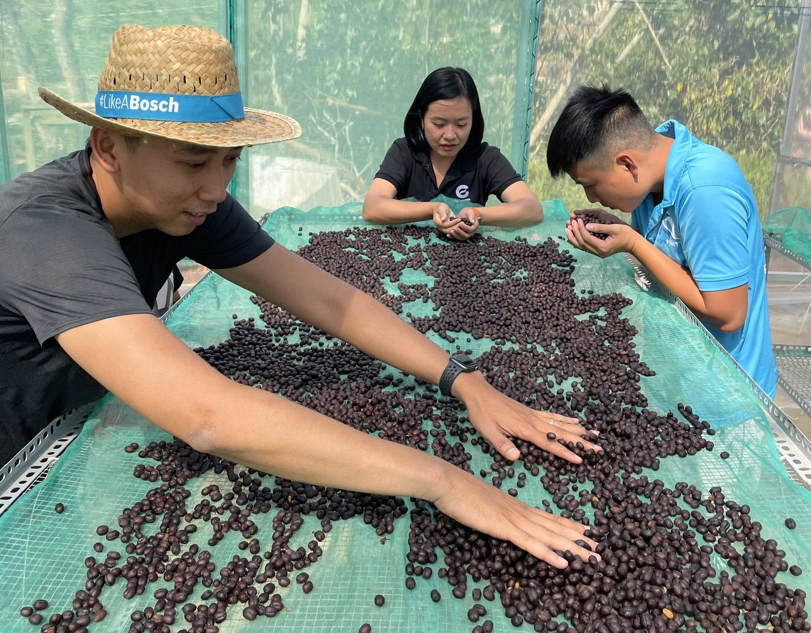 Coffee Processing Stage_Drying