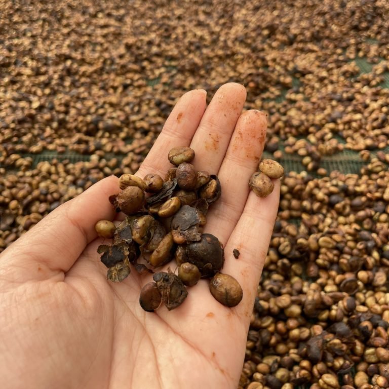 Honey Coffee Process – Part 1. What Are Processing Methods?