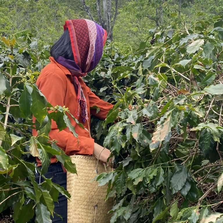 Honey Coffee Process – Part 4. Why Should We Pay Attention To It?