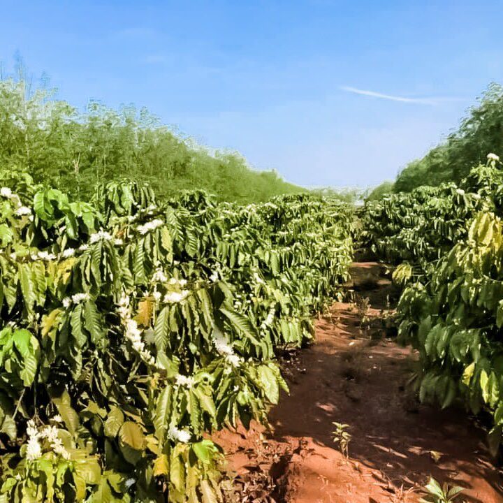 Robusta farm in Vietnam. Photo by Ngoc Nguyen.