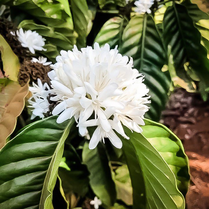 Robusta flowers. Photo by Ngoc Nguyen