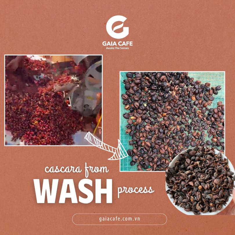 Cascara made from Wash process (2)